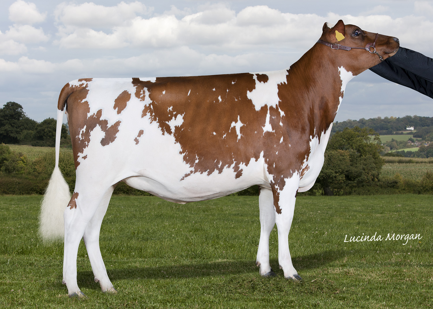 HaresfootMableBella (563K)