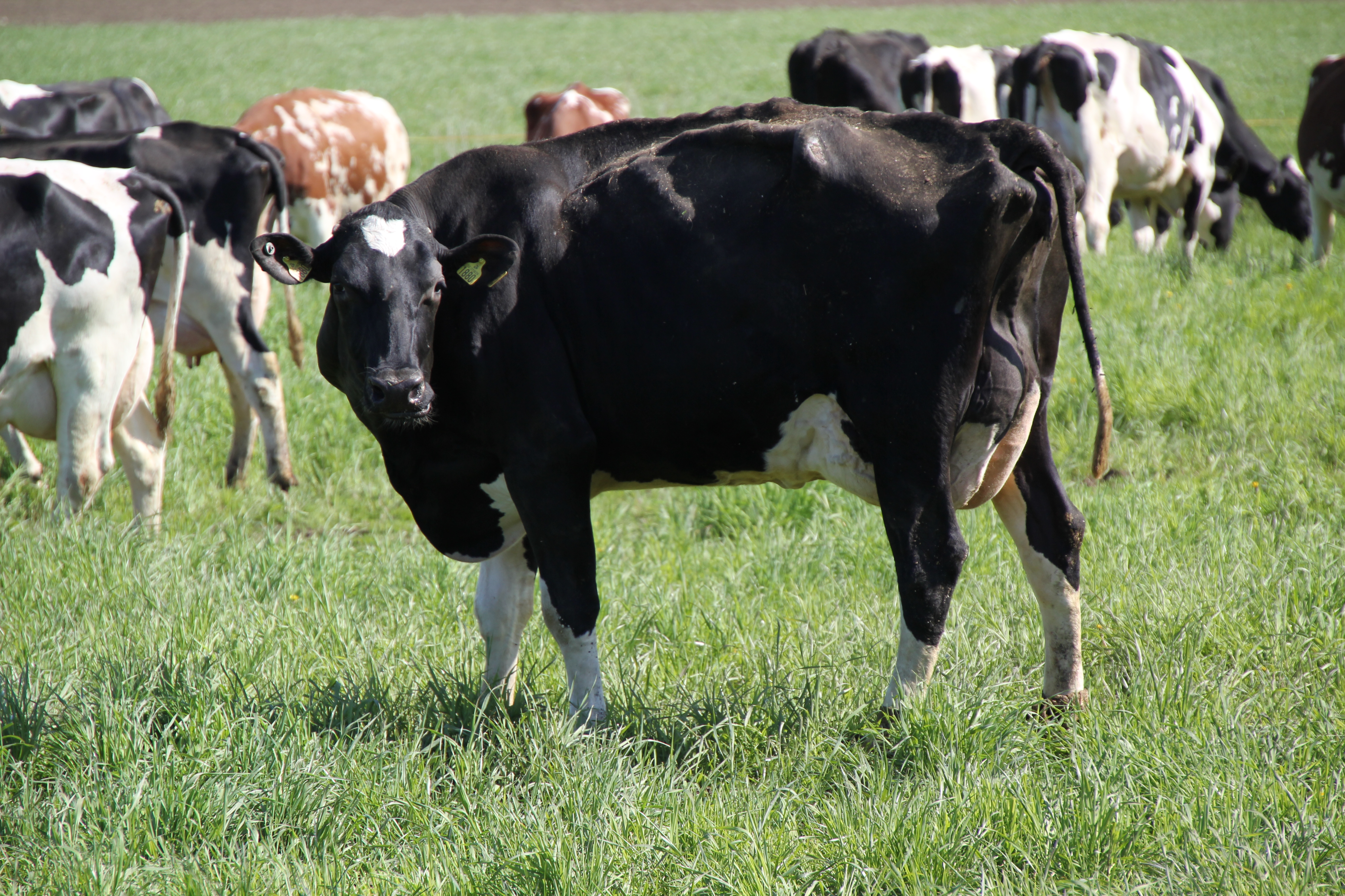 Kahlua_09kes2012 (7795K)